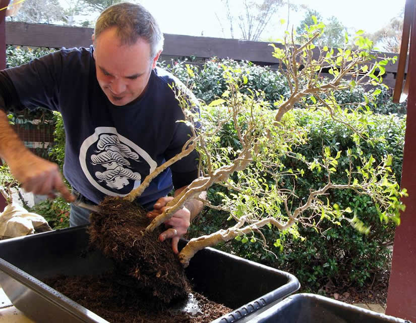 young bonsai canberra short course