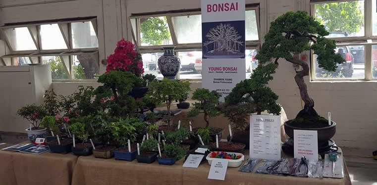 young bonsai canberra markets